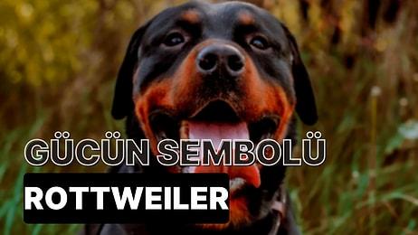 Yeni Köpek Sahiplenecekler Buraya: Rottweiler Hakkında Bilmeniz Gereken Her Şey
