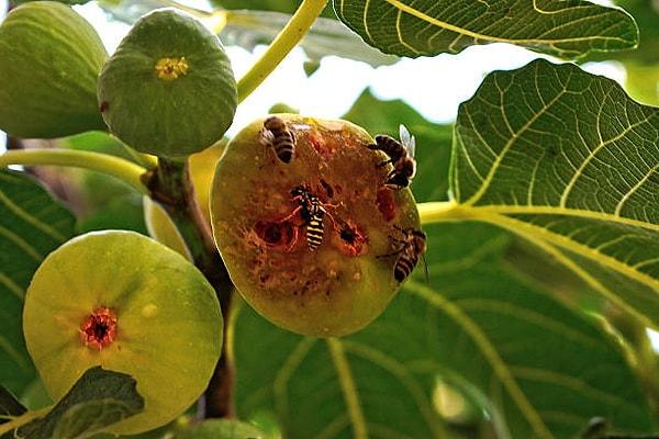 Erkek incir arılarının bu süreçteki görevleri neler?