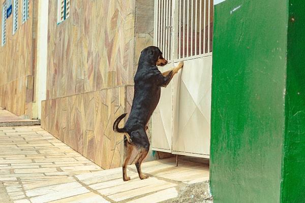 9. İyi eğitilir ve ihtiyaçları düzenli karşılanırsa Rottweiler apartmanda yaşayabilir.