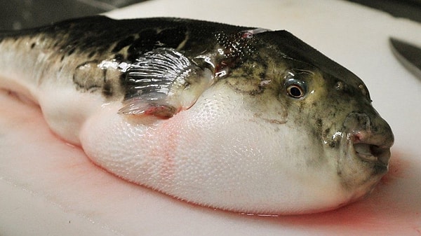 1. Fugu Balığı
