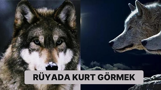 Rüyada Kurt Görmek: Asalet, Cesaret ve İrade! Bakalım Sizde Hangisi Var