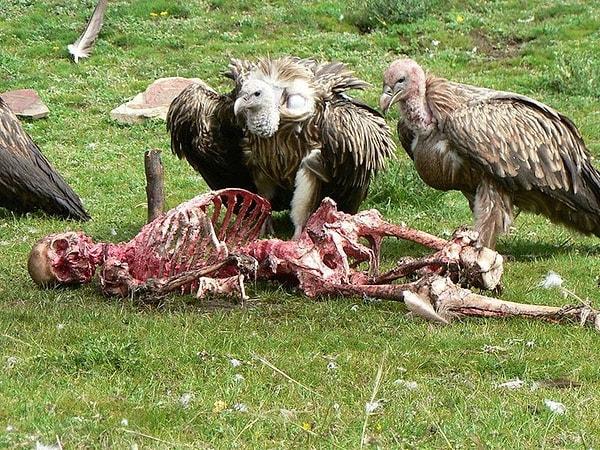 1. Tibet'te Budistler ölülerini hayvanlar yesin diye dışarıya bırakır.