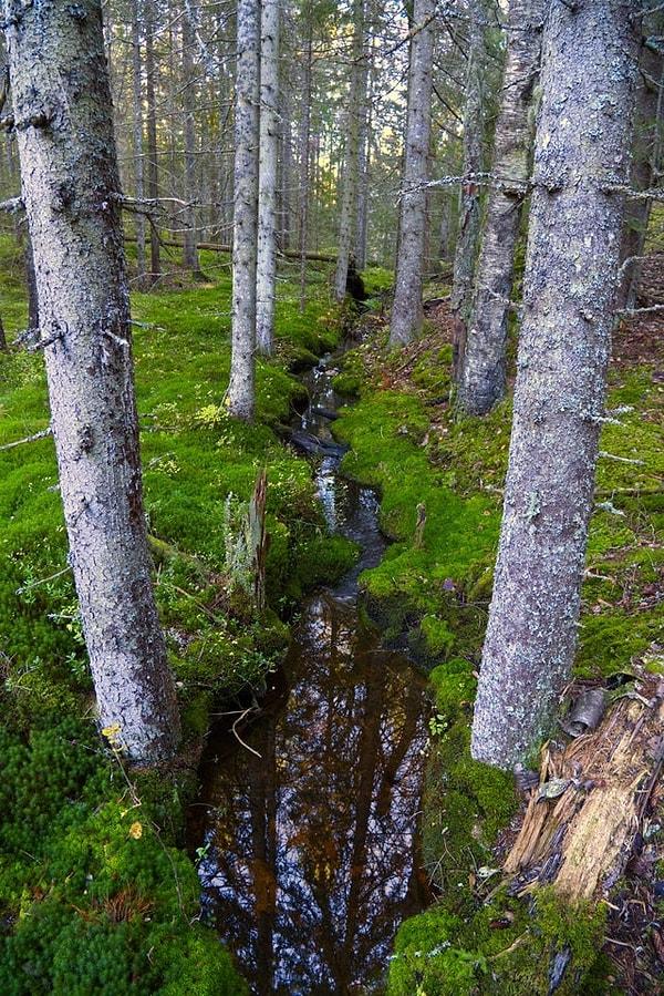 18. Tresticklan Ulusal Parkı - İsveç: