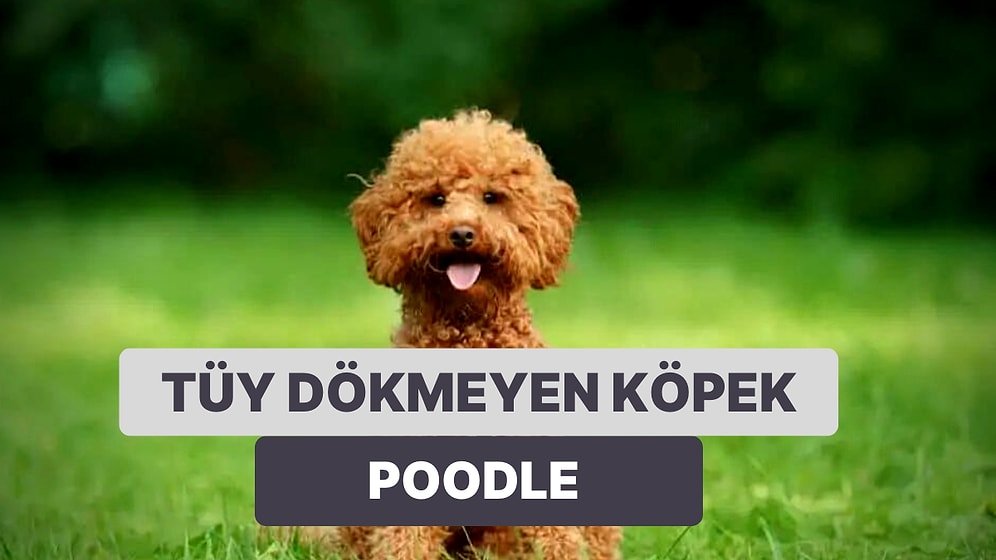 Evinizde En Rahat Bakabileceğiniz Köpek Irkı Poodle İle İlgili Bilmeniz Gerekenler