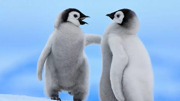 22. Erkek penguenlerin, aşklarının simgesi olarak nişan yüzüğü yerine verdikleri ve dişilerin buna göre eş seçimi yaptığı hediye hangisidir?