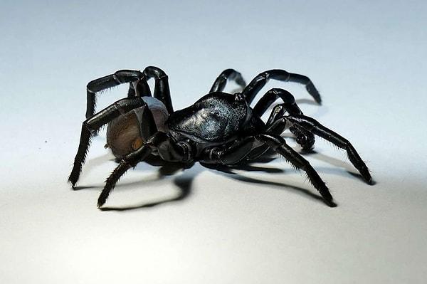 4. Rüyada Örümcekten Korkmak Ne Anlama Gelir?