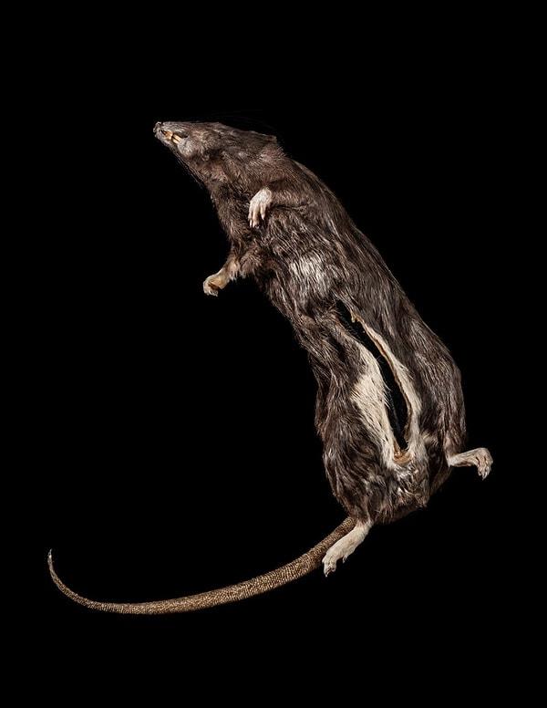 Müzedeki en ilginç eşyalardan biri, mesaj iletmek için kullanılan ölü bir fare!
