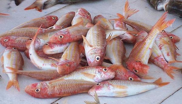 3. Barbunya. Barbun olarak da bilinen bu turuncu balık, ekim ayında bolca bulunur.