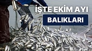 Sonbaharın En Lezzetli Aylarından Biri Geldi: Ekim Ayında Hangi Balıklar Tüketilir?