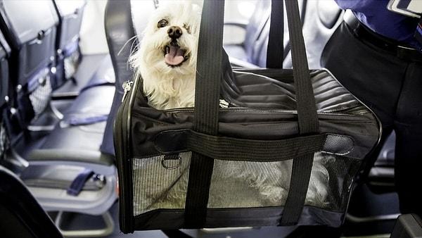 Alınan karara göre, bundan sonra toplu ulaşım araçlarında evcil hayvanlar sahipleriyle yolculuk yapabilecek.