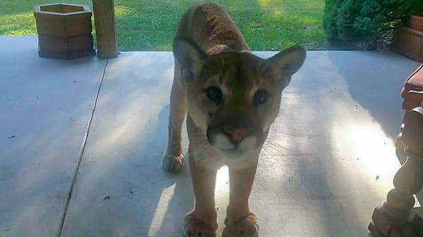 19. Подошел прямо к нам. Британская Колумбия, Канада