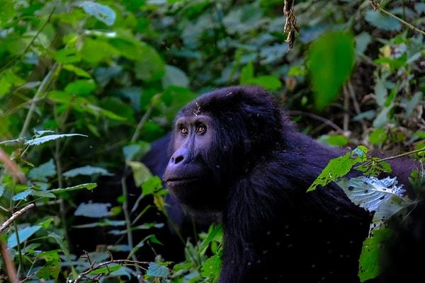 2. Gorillerin günlük yaşamları, arama ve toplama süreçlerine önemli ölçüde vakit ayırmalarını gerektirir.