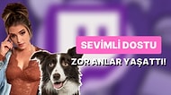 Canlı Yayında Poposunu Koklayan Köpeğiyle Zor Anlar Yaşayan Yayıncı Twitch'e Yalvardı