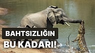 Fillerden Kaçarken Timsahın Saldırısına Uğrayan Adamın Bahtsız Bedeviliğin Kitabını Yazdıracak Hikayesi