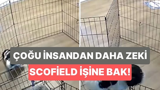 Michael Scofield İşine Baksın: İçinde Bulunduğu Kafesten Ustaca Kaçan Köpek