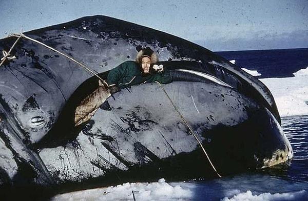 7. 1950 ve 1969 yılları arasında balinanın üstünde yatan Eskimo, Alaska: