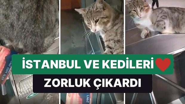 İstanbul ve Kedileri ❤ Metroya Binmek İçin Kart Okutmaya Çalışan Gence Zorluk Çıkartan Kedi