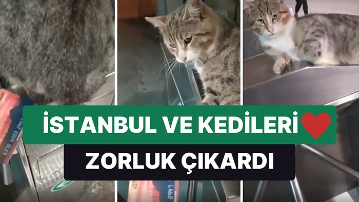 İstanbul ve Kedileri ❤ Metroya Binmek İçin Kart Okutmaya Çalışan Gence Zorluk Çıkartan Kedi