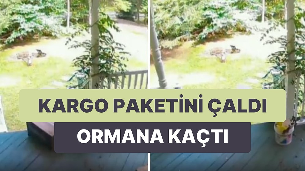 Kargocunun Evin Önüne Bıraktığı Koliyi Çalan Ayının Viral Olan Görüntüleri