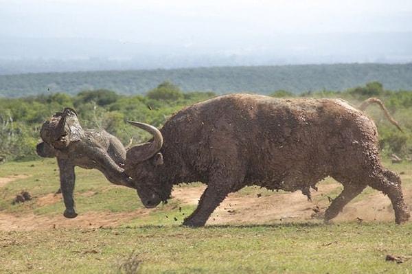 2. Bir fil yavrusunu gözünü bile kırpmadan ezip geçen bufalo:
