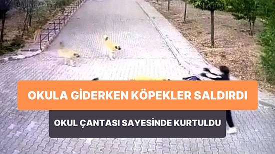 Okula Giderken Sokak Köpeklerinin Saldırısına Uğrayan Çocuk Okul Çantası ile Saldırıdan Kurtuldu
