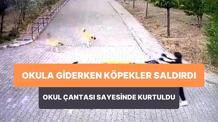 Okula Giderken Sokak Köpeklerinin Saldırısına Uğrayan Çocuk Okul Çantası ile Saldırıdan Kurtuldu