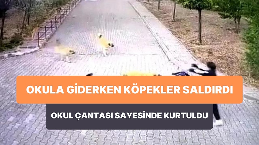 Okula Giderken Sokak Köpeklerinin Saldırısına Uğrayan Çocuk Okul Çantası ile Saldırıdan Kurtuldu