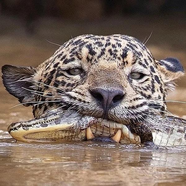 8. Bir jaguar tarafından avlanan Güney Amerika timsahının hazin sonu:
