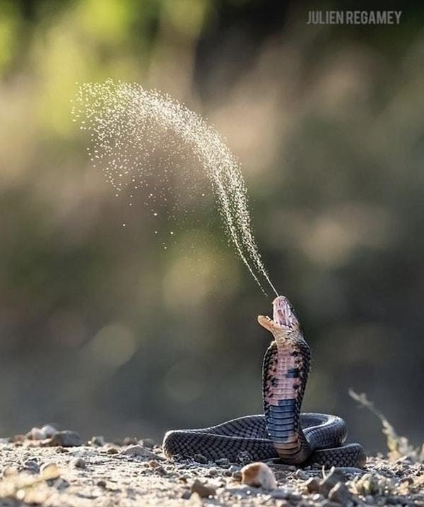 12. Zehrini 3 metre öteye kadar tükürebilen bir kobra: