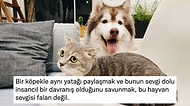 Köpekle Aynı Yatağı Paylaşmanın Sapkınca Olduğunu İma Eden Kullanıcının Yorumu Tartışma Yarattı