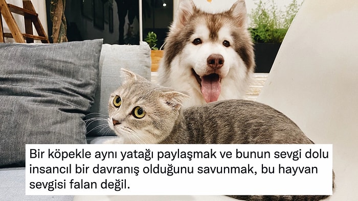 Köpekle Aynı Yatağı Paylaşmanın Sapkınca Olduğunu İma Eden Kullanıcının Yorumu Tartışma Yarattı