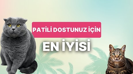 Kedinizin Hoşuna Gidecek En İyi Kedi Ödül Mama Tavsiyeleri