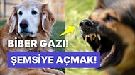 Aniden Başınıza Gelebilecek Bir Başıboş Köpek Saldırısı Sırasında Asla Yapmamanız Gerekenleri Söylüyoruz!