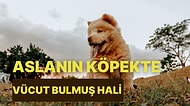 Aslanı Andıran Görüntüsüyle Dikkatleri Üzerine Çeken Chow Chow Köpeğinin Özellikleri