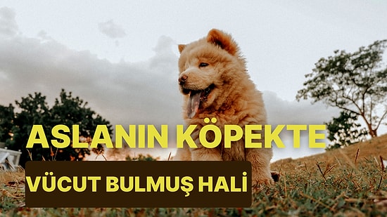 Aslanı Andıran Görüntüsüyle Dikkatleri Üzerine Çeken Chow Chow Köpeğinin Özellikleri