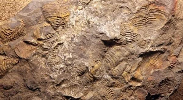 7. Bir taşın fosil olup olmadığını yalayarak anlayabilirsiniz.