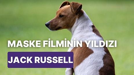 Geniş Bir Aile Olan Terrier Irkından "Jack Russell" Hakkında Bilinmesi Gereken Bilgiler