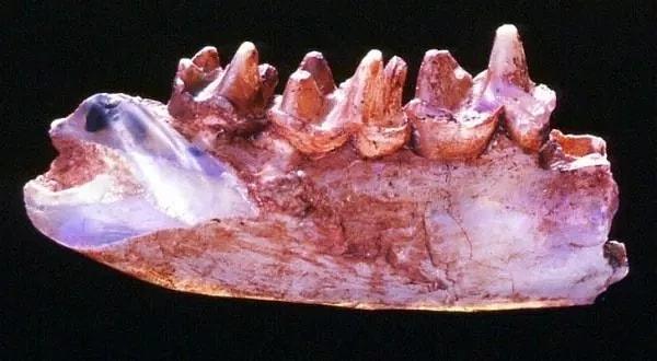 22. Avustralya'da opale dönüşen dinozor kemikleri bulundu.