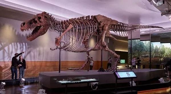 25. Şimdiye kadar keşfedilen en büyük T-Rex iskeletinin adı Sue'dur.