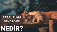 Aynı Hataya Devamlı Düşüyorsanız Toplanın! Aptal Puma Sendromu Nedir Açıkladık!