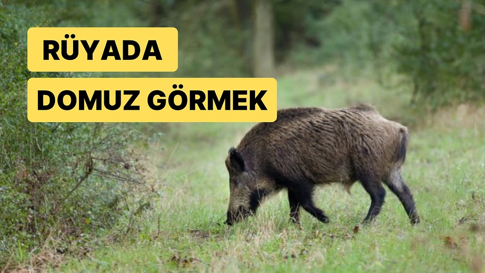 Rüyada Domuz Görmek: Kesenize de Kendinize de Dikkat Edin!