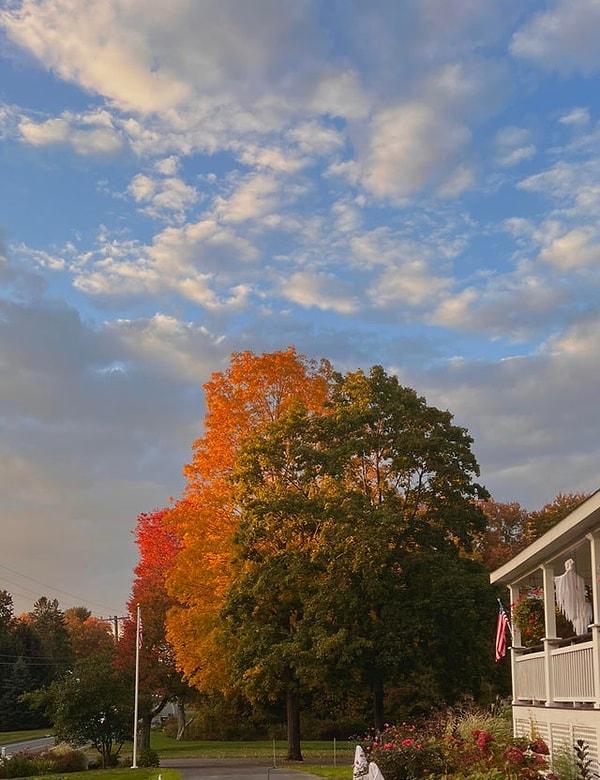 12. Aynı ağaçta sonbahar renkleri.😍