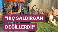 8 Yıldır Baktıkları Evcil Köpekleri Nedensiz Bir Şekilde Saldırınca Ailenin İki Çocuğu Yaşamını Yitirdi!