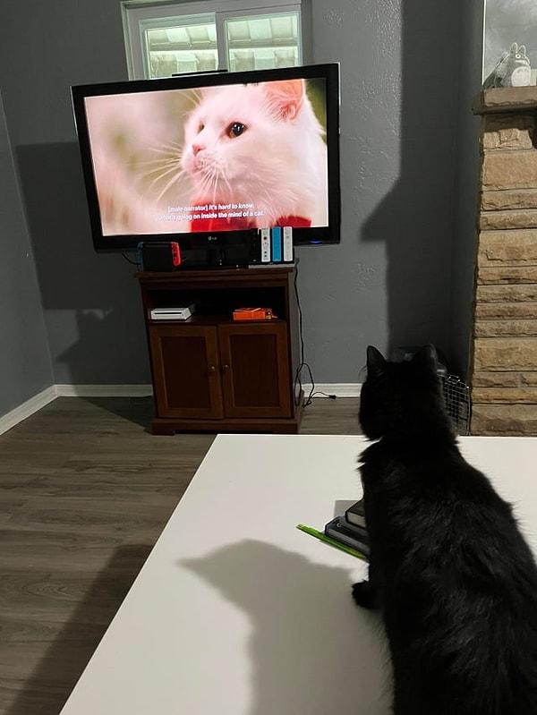 23. "Kedim, kedi belgeseli izliyor."