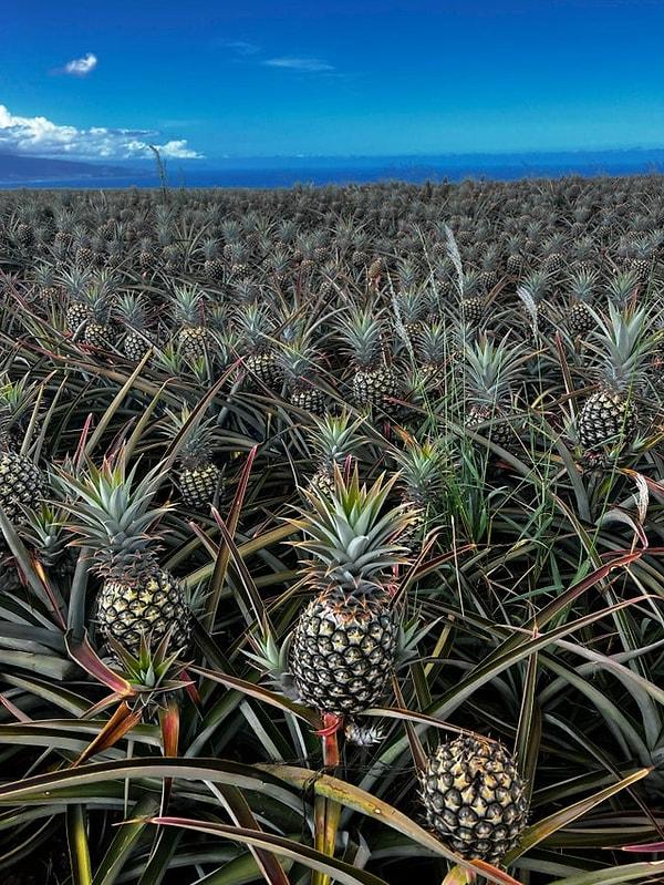 1. Hawaii'de ananasların hasat zamanı: