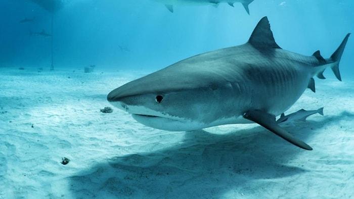 ABD’e Korku Dolu Anlar: Köpekbalığı Saldırısından Böyle Kurtarıldılar