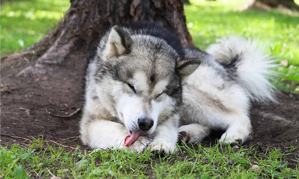 Köpeğin Yarağını Yalayan Bayan