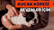 Hem Hayat Dolu Hem Neşeli Hem de Uysal Bir Köpek Düşünenlerin Köpeği French Bulldog Hakkında Her Şey