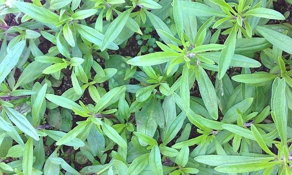 4. Kekik (Thymus spp.)