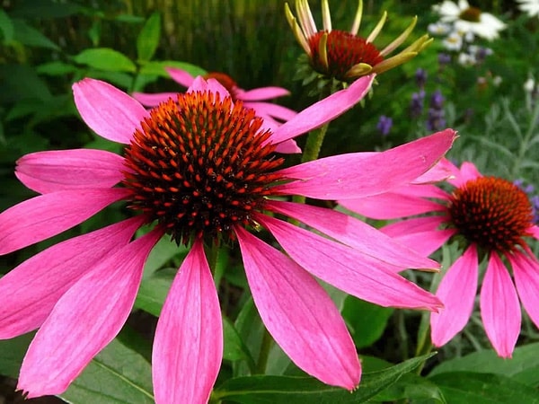 5. Ekinezya (Echinacea spp.)